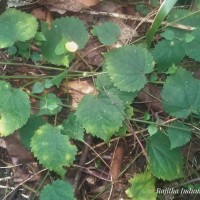 <i>Sida cordata</i>  (Burm.f.) Borss.Waalk.